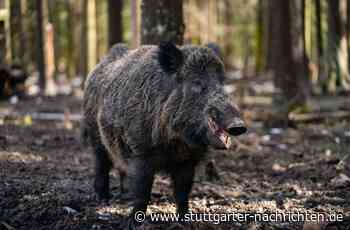 Mannheim: Wildschwein verfängt sich in Pferdekoppel-Zaun - Baden-Württemberg - Stuttgarter Nachrichten