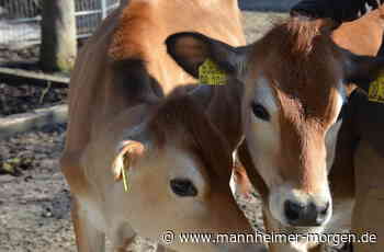 Traurige Nachrichten aus dem Luisenpark: Abschied von Heidi und Klara - Mannheimer Morgen
