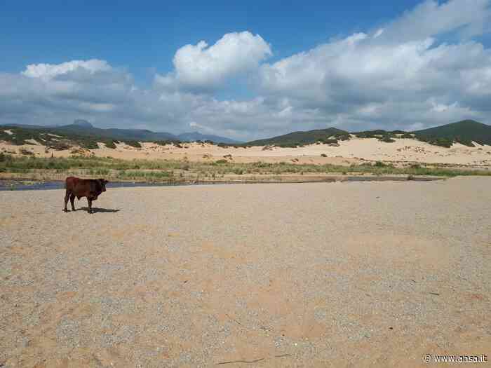 Ispra, il 28% dell'Italia a rischio desertificazione - Clima - ANSA.it - Agenzia ANSA