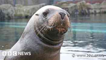 Tributes after death of much-loved Colchester zoo sea lion