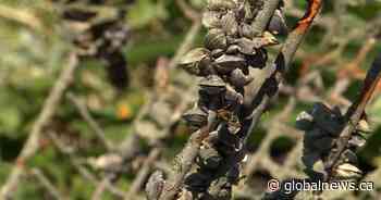 800 kilograms pulled from Lake Ontario during ‘Dive Against Debris’ - Global News
