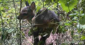 Tierische Rettung in Detmold | Lokale Nachrichten aus Detmold - Lippische Landes-Zeitung