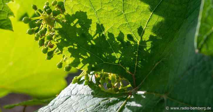 Weinbau in Franken im Blickpunkt