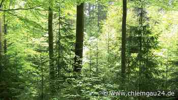 Traunstein: Bayerns Wälder: Auf die passende Mischung - chiemgau24.de