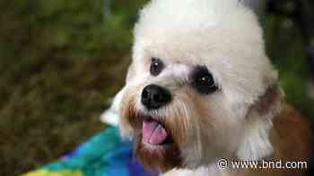 Westminster dog show gets 4 finalists, and one has NFL ties - Belleville News-Democrat