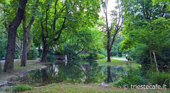 Diamo un nome agli alberi, al via il progetto a Trieste - triestecafe.it