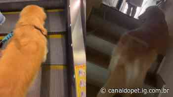 Cachorro tem reação engraçada após usar escada rolante pela 1ª vez - canaldopet.ig.com.br