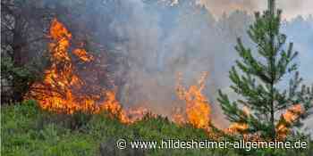 Waldbrandgefahr Stufe 4 auch für Hildesheim: Was man tun kann – und was man nicht darf - www.hildesheimer-allgemeine.de