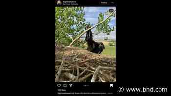 Bald eagle impales wing on branch near nest — then Colorado arborist comes to the rescue - Belleville News-Democrat