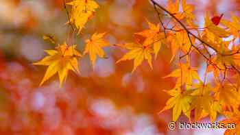 Crypto Lending Platform Maple Finance Latest To Warn of 'Insufficient Cash' Amid Market Turmoil - Blockworks