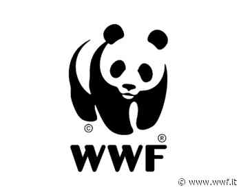 Maccarese e WWF Italia inaugurano l'opera di restauro della facciata del castello di San Giorgio | Area stampa - WWF Italia