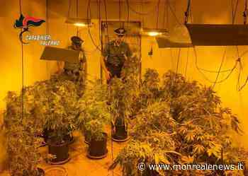 Coltivazione di cannabis a Santa Cristina Gela, due persone arrestate - Monreale News