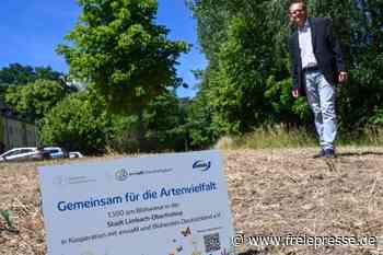 Am Knauteich soll es bald blühen - freiepresse.de