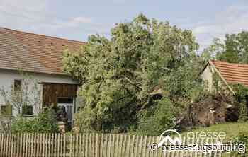 Frau wird bei Sturm im Landkreis Augsburg verletzt | Presse Augsburg - Presse Augsburg