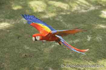Trasladan a 16 guacamayas del Parque Xcaret a Palenque para reintroducirlas a su hábitat natural » ¡ Aquí te enteras primero ! - Caribe Empresarial