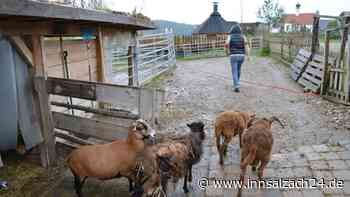 „Bauernhof“-Kinderkrippe soll Wohnhaus werden: Das steckt hinter dem kuriosen Bauantrag
