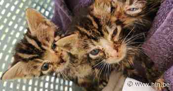 Vier kittens gedumpt in doos aan Ring van Mol: “Nog een paar uur langer in die hitte hadden ze niet overleefd” - Het Laatste Nieuws