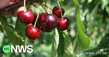 Extra politiepatrouilles in fruitplantages in Alken, Borgloon, Heers, Kortessem en Wellen - VRT NWS