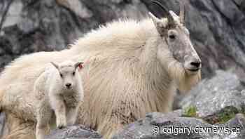 Rocky Mountain goat twins born at Calgary Zoo, one dies after birth | CTV News - CTV News Calgary