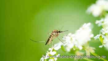 Mücken im Garten: Diese Pflanzen halten Stechmücken von Ihrer Terrasse fern