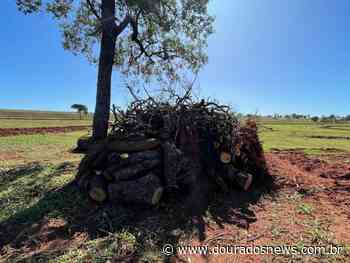 Sitiante é multado por derrubar árvores nativas em distrito de Nova Andradina - Dourados News