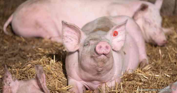 Weniger Schweine, weniger Kühe