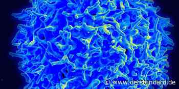 Abwehrzellen, die intelligenter als Computer sind - Forschung - DER STANDARD