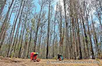 Karnataka: Forest Development Corporation wants to grow eucalyptus trees; conservationists say 'no' - The New Indian Express