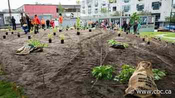 Dozens come out to plant Indigenous food forest in East Vancouver - CBC.ca