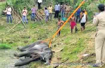 Sambalpur Forest: Ailing elephant dies after being brought out of pond - The New Indian Express