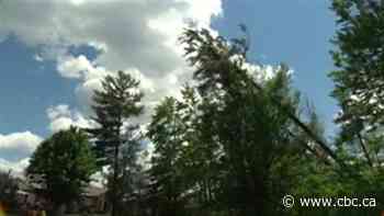 After the derecho, a new challenge — how to make 'more resilient' forest canopies - CBC.ca