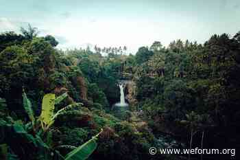 Why technology without regulation won't save the forest - World Economic Forum