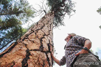 Family Forest Walk with Dave Quinn – Wildsight - Wildsight