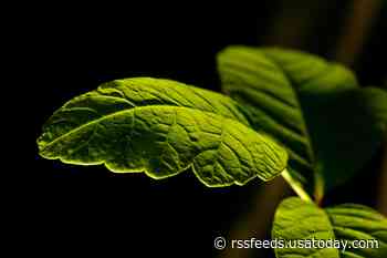 Leaves of three, let it be? Why the old saying doesn't always apply to poison oak