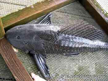 Child stabbed in chest by catfish barb flown to Florida hospital after 'difficulty breathing'