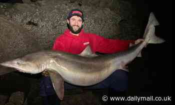 Six-stone SHARK hooked in Wales is the largest of its kind ever caught in British waters