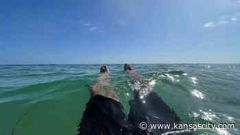 Forest bathing, anyone? Kelp, not trees, brought him to a spiritual place in nature - Kansas City Star