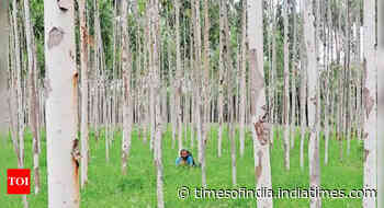 Karnataka: Forest development corporation to push for lifting ban on growing eucalyptus - Times of India