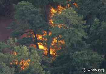 Illegal campfire could have sparked Wharton State Forest fire, 13,500 acres consumed - WHYY