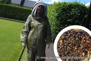 Sabden: Beekeeper's plea after 20,000 bees leave hive