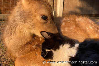 Cat-cuddling Lumby deer causing concern – Vernon Morning Star - Vernon Morning Star