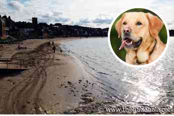 Dog taken ill after eating drugs on popular North Berwick beach - The National