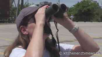 Baby peregrine falcons take flight at CTV Kitchener - CTV News Kitchener