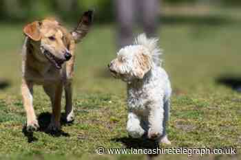 Dogs Trust's tips for owners ahead of Bring Your Dog to Work Day