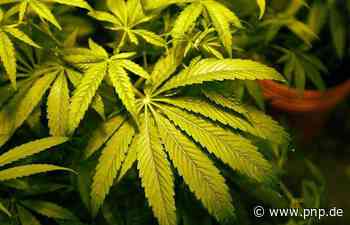 Drogenfund in zwei Wohnungen: 51 Cannabispflanzen beschlagnahmt - Zwiesel - Passauer Neue Presse - PNP.de