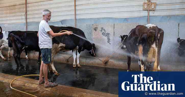 Fans, sprinklers and cold baths for cows: India’s dairy farmers face searing heat
