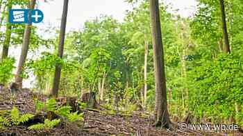 Gevelsberg: Tausende neue Bäume für den Stadtwald - WP News