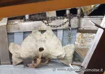 Un cranio di balena nella rete di un peschereccio di Termoli - Il Giornale del Molise