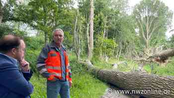 Die Entscheidung ist gefallen: Die Pappeln am Frisia-Radweg kommen weg - Nordwest-Zeitung