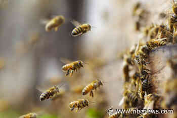 6,000 bees removed from inside wall of Nebraska couple’s 100-year-old home